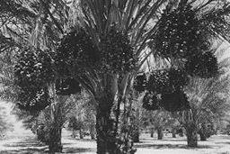 Attēlu rezultāti vaicājumam “Diderma effusum young”