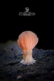 Attēlu rezultāti vaicājumam “Enerthenema papillatum stalked”