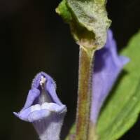 Attēlu rezultāti vaicājumam “Scutellaria galericulata leaf”
