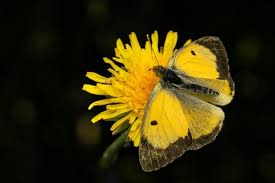 Attēlu rezultāti vaicājumam “Colias palaeno upperside”