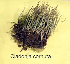Attēlu rezultāti vaicājumam “Cladonia cornuta”