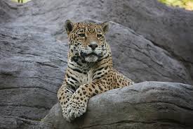 Image result for inthe.es