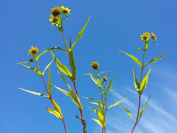 Attēlu rezultāti vaicājumam “Bidens cernua flower”