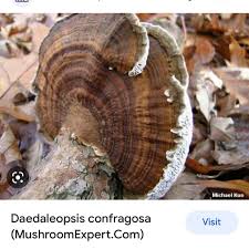 Attēlu rezultāti vaicājumam “Daedaleopsis confragosa”