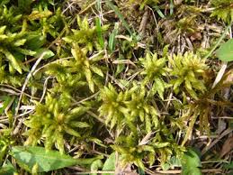 Attēlu rezultāti vaicājumam “Sphagnum palustre”