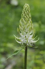 Attēlu rezultāti vaicājumam “Phyteuma spicatum”