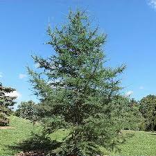 Attēlu rezultāti vaicājumam “Larix sibirica”