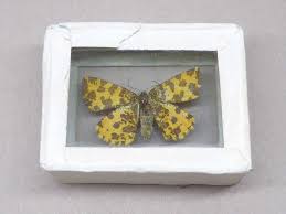 Attēlu rezultāti vaicājumam “Pseudopanthera macularia”