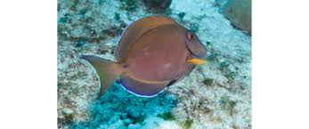 Image result for Acanthurus bahianus