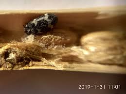 Attēlu rezultāti vaicājumam “Megatoma undata”