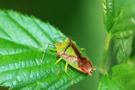 Attēlu rezultāti vaicājumam “Acanthosoma haemorrhoidale imago”