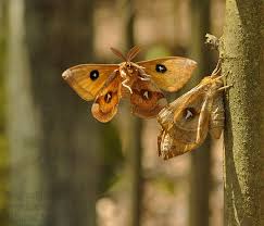 Attēlu rezultāti vaicājumam “Aglia tau”