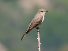 Attēlu rezultāti vaicājumam “Muscicapidae”