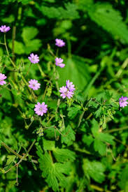 Attēlu rezultāti vaicājumam “Geranium pyrenaicum flower”