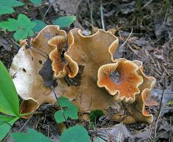 Attēlu rezultāti vaicājumam “Crepidotus versutus”