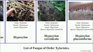 Attēlu rezultāti vaicājumam “Hypoxylon multiforme”