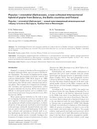 Attēlu rezultāti vaicājumam “Populus x lettland”