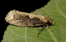 Attēlu rezultāti vaicājumam “Scardia boletella”