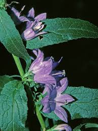 Image result for Campanula rapunculoides
