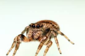 Attēlu rezultāti vaicājumam “Evarcha falcata female”