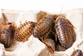 Attēlu rezultāti vaicājumam “Badhamia dubia sessile”