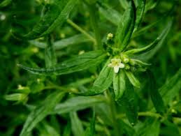 Attēlu rezultāti vaicājumam “Lithospermum officinale flower”