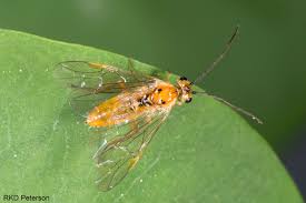 Attēlu rezultāti vaicājumam “Tenthredinidae”