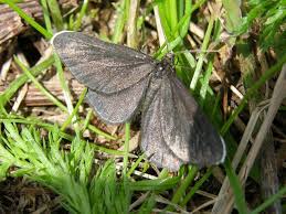 Attēlu rezultāti vaicājumam “Odezia atrata”