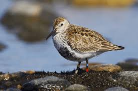 Attēlu rezultāti vaicājumam “Calidris”