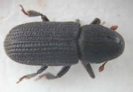 Attēlu rezultāti vaicājumam “Hylastes sp.”