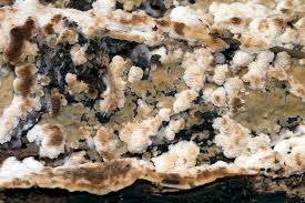 Attēlu rezultāti vaicājumam “Physisporinus vitreus”