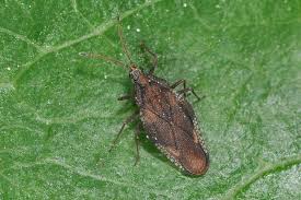 Attēlu rezultāti vaicājumam “Physatocheila smreczynskii”