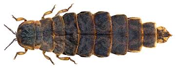 Attēlu rezultāti vaicājumam “Lampyris noctiluca larva”