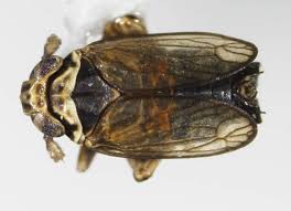 Attēlu rezultāti vaicājumam “Javesella pellucida female”