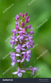 Attēlu rezultāti vaicājumam “Gymnadenia conopsea flower”