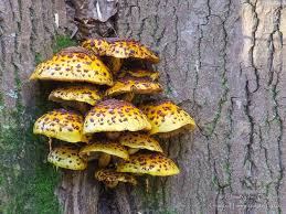 Attēlu rezultāti vaicājumam “Pholiota aurivella”