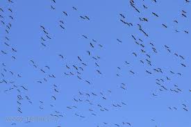 Attēlu rezultāti vaicājumam “Anser serrirostris”