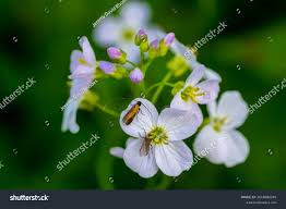 Attēlu rezultāti vaicājumam “Cardamine pratensis flower”