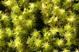 Attēlu rezultāti vaicājumam “Barbula unguiculata macro”