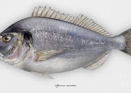 Image result for Sparus aurata