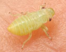 Attēlu rezultāti vaicājumam “Macrosteles sp. nymph”