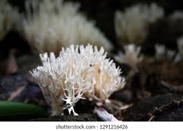 Attēlu rezultāti vaicājumam “Tremellodendropsis tuberosa”