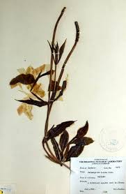 Attēlu rezultāti vaicājumam “Potamogeton lucens”