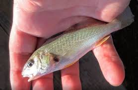 Image result for Micropogonias undulatus