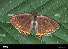 Attēlu rezultāti vaicājumam “Satyrium pruni”