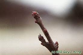 Attēlu rezultāti vaicājumam “Crataegus laevigata bud”