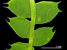 Attēlu rezultāti vaicājumam “Lophocolea coadunata”