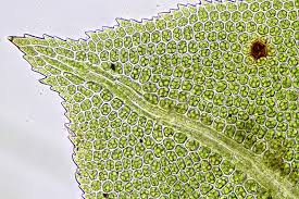Attēlu rezultāti vaicājumam “Fissidens adianthoides”