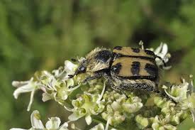 Attēlu rezultāti vaicājumam “Trichius fasciatus”
