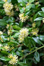 Attēlu rezultāti vaicājumam “Buxus sempervirens flower”